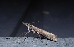 Orocrambus cyclopicus