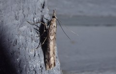 Orocrambus cyclopicus
