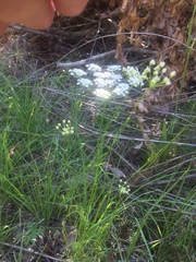 Ptilimnium capillaceum