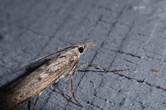 Orocrambus cyclopicus