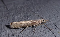 Orocrambus cyclopicus
