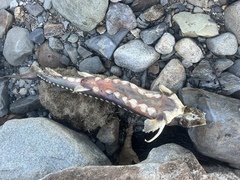 Acipenser brevirostrum