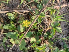 Potentilla freyniana