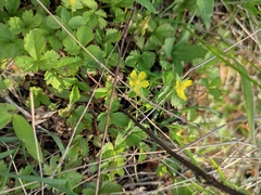 Potentilla freyniana