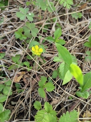 Potentilla freyniana