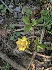 Potentilla freyniana