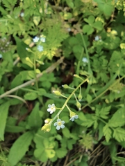 Trigonotis peduncularis