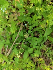 Trigonotis peduncularis