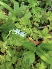 Trigonotis peduncularis