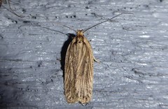 Agonopterix umbellana
