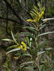 Acacia leptostachya