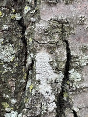 Lecanora