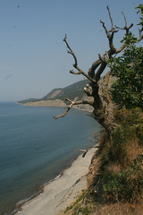 Fraxinus angustifolia oxycarpa