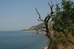 Fraxinus angustifolia oxycarpa