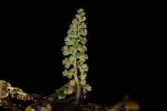 Asplenium pekinense