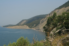 Fraxinus angustifolia oxycarpa