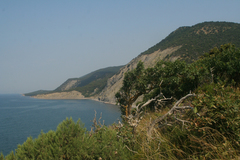 Fraxinus angustifolia oxycarpa