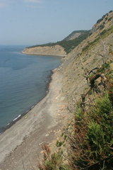 Fraxinus angustifolia oxycarpa