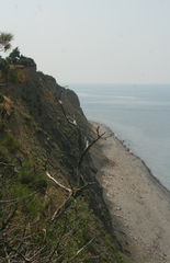 Fraxinus angustifolia oxycarpa