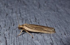 Agonopterix umbellana