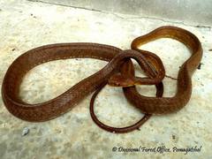 Boiga ochracea