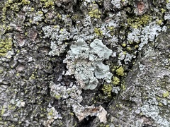 Flavoparmelia caperata