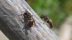 Polistes