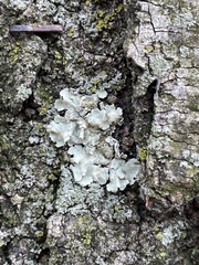 Flavoparmelia caperata