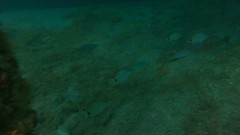 Diplodus holbrookii