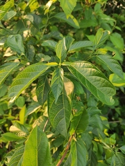 Clerodendrum cyrtophyllum