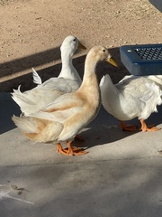 Anas platyrhynchos domesticus