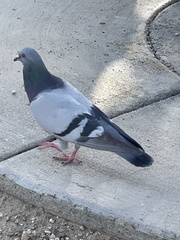 Columba livia domestica
