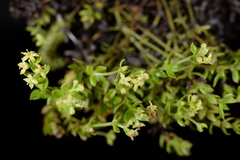 Galium tarokoense