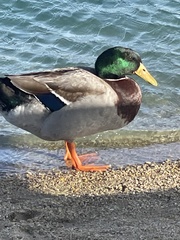 Anas platyrhynchos domesticus