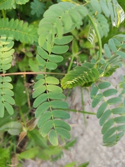 Albizia kalkora