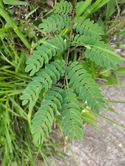 Albizia kalkora