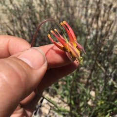 Aquilegia eximia