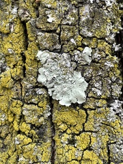 Flavoparmelia caperata