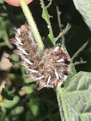 Apatelodes pudefacta