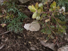 Lomatium geyeri