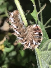 Apatelodes pudefacta