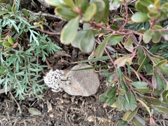 Lomatium geyeri