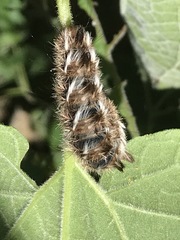 Apatelodes pudefacta