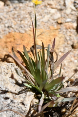 Sisyrinchium cernuum