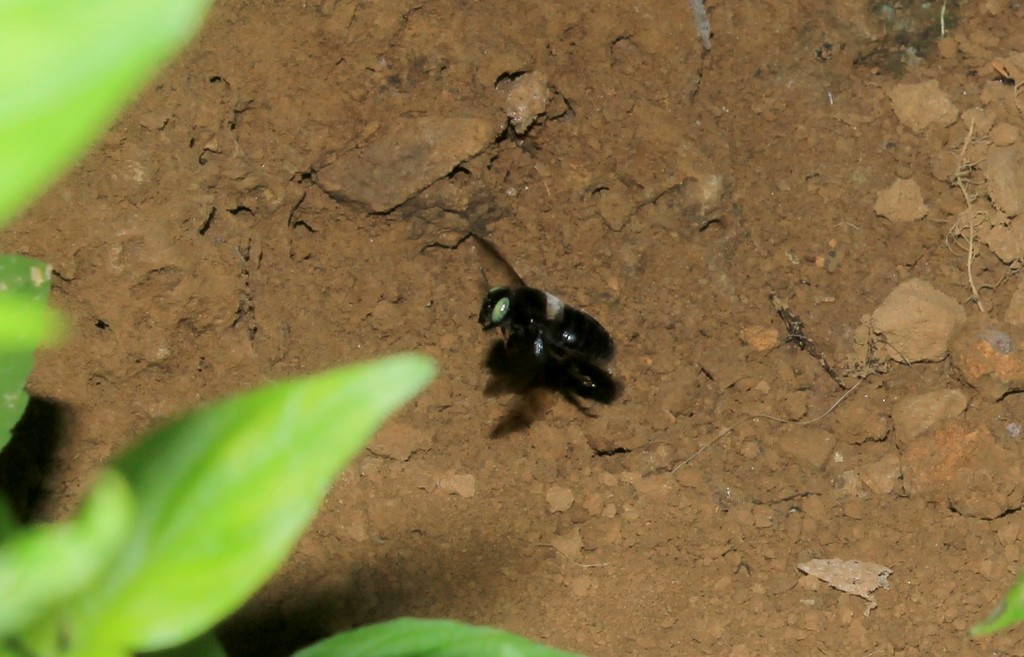 Alloxaea brevipalpis