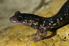Plethodon albagula