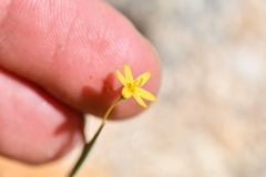 Sisyrinchium cernuum