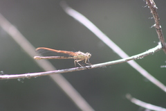 Hetaerina vulnerata