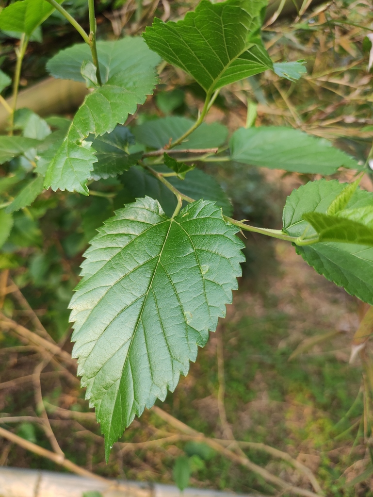 white mulberry from Changsha, Hunan, China on April 11, 2022 at 06:10 ...