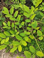 Dalbergia hupeana